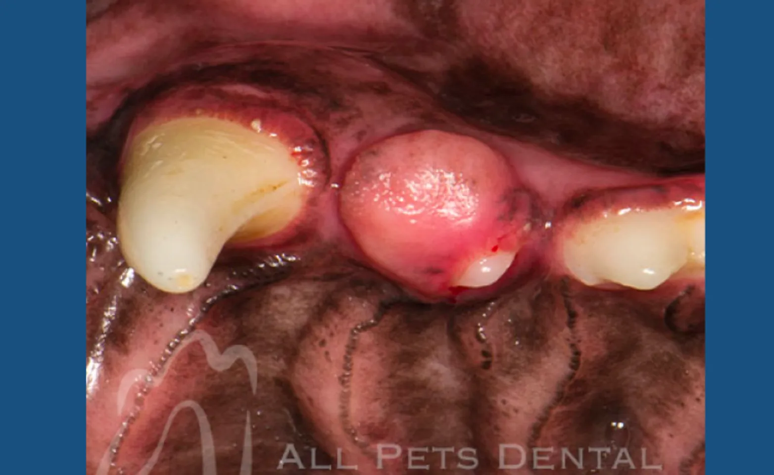Cyst in dogs mouth deals